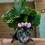 Bella – Mini Teacup Yorkshire Terrier Puppy for Sale