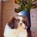 Jenn – Mini Shih Tzu Puppy for Sale