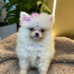 Grace – Pomeranian Puppy for Sale