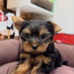 Fred – Teacup Yorkshire Terrier Puppy for Sale