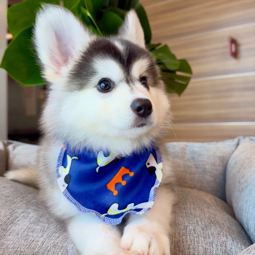 2f842017-7904-4ad7-af38-804de81d6525 Annabel – Siberian Husky Puppy for Sale - Image 1