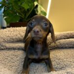 Lola – Female Dachshund Puppy for Sale