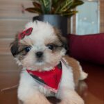 Zola – Mini Shih Tzu Puppy for Sale