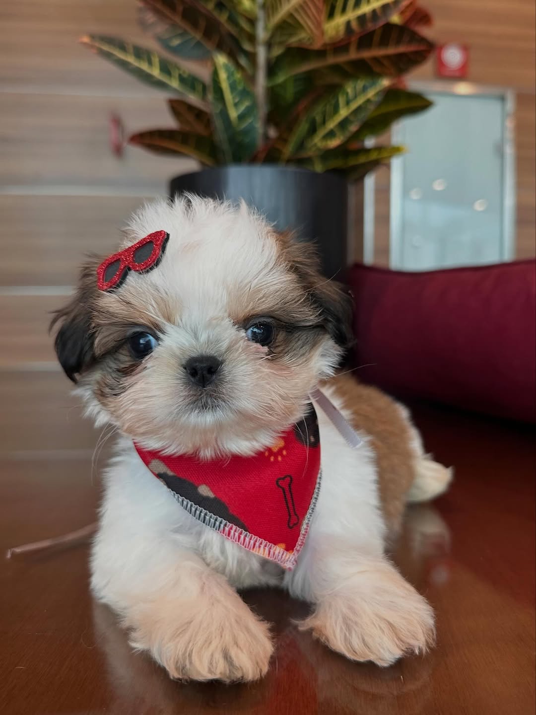 zola2 Zola – Mini Shih Tzu Puppy for Sale - Image 1