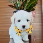 Troy – Mini Shih Tzu Puppy for Sale