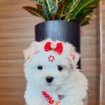 Daisy – Maltese Puppy for Sale