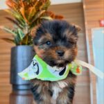 Christ – Mini Yorkshire Terrier Puppy for Sale