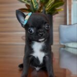 Freddy – Mini Chihuahua Puppy for Sale