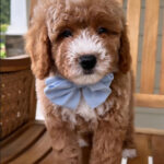 Dross Male  – F1 Mini Goldendoodle Puppy for Sale