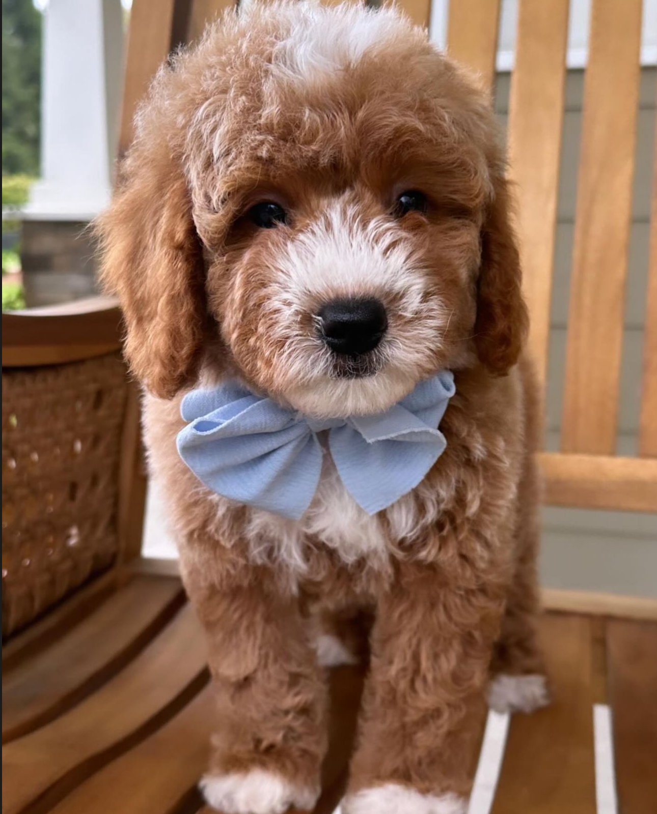 IMG_8754 Dross Male – F1 Mini Goldendoodle Puppy for Sale - Image 1