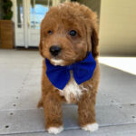 Bellar – F1 Mini Goldendoodle Puppy for Sale